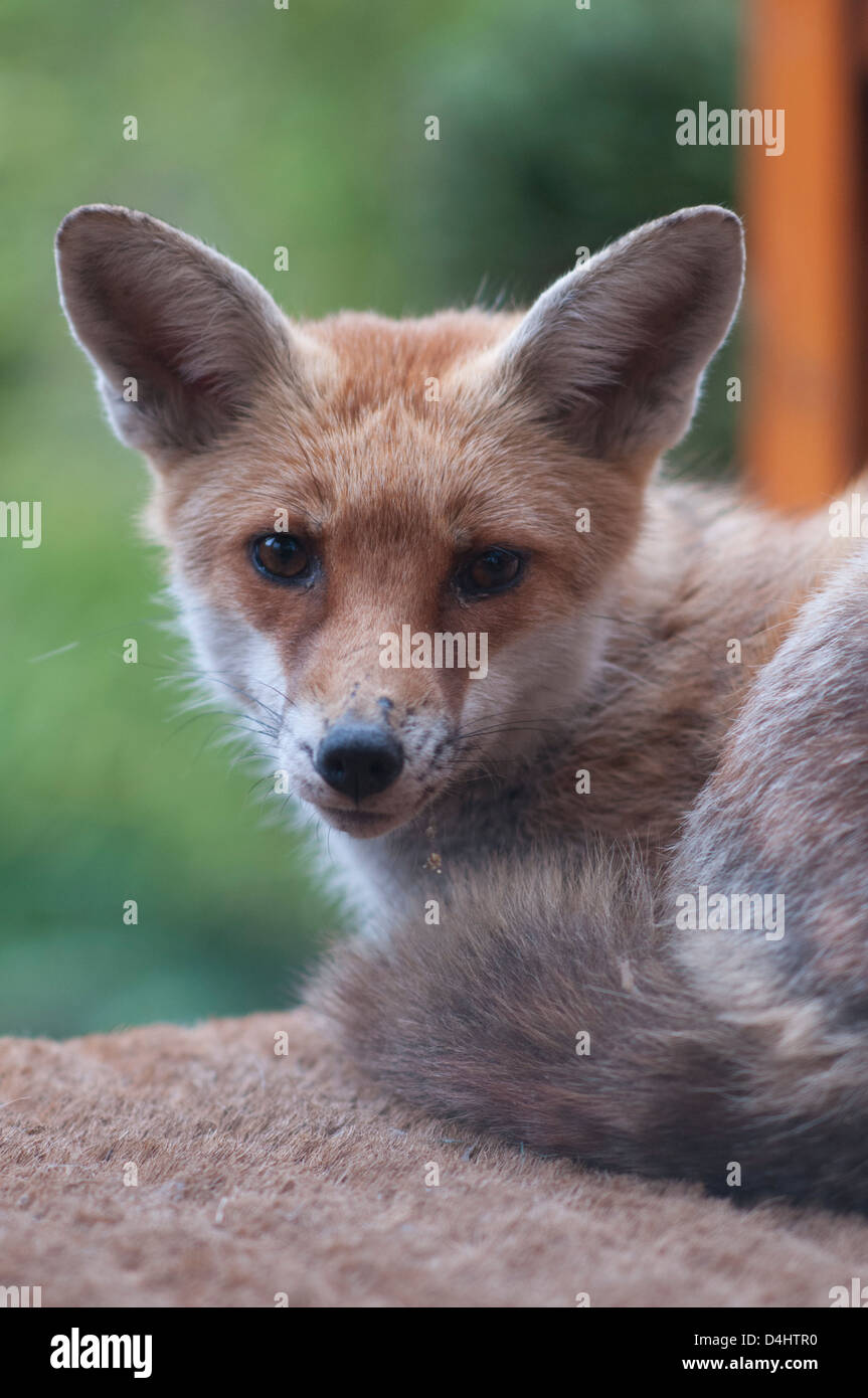 Vixon hi-res stock photography and images - Alamy