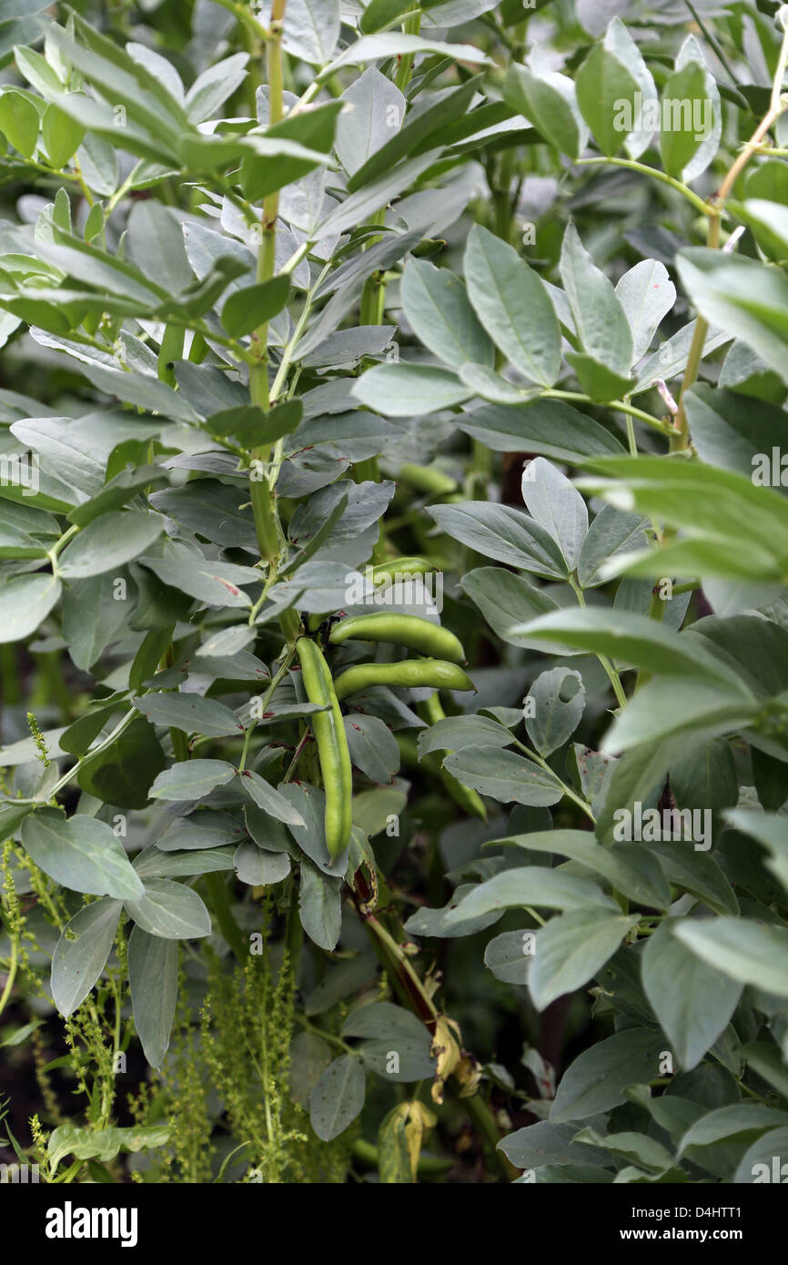 Broad Bean Growing In Garden Stock Photo Alamy