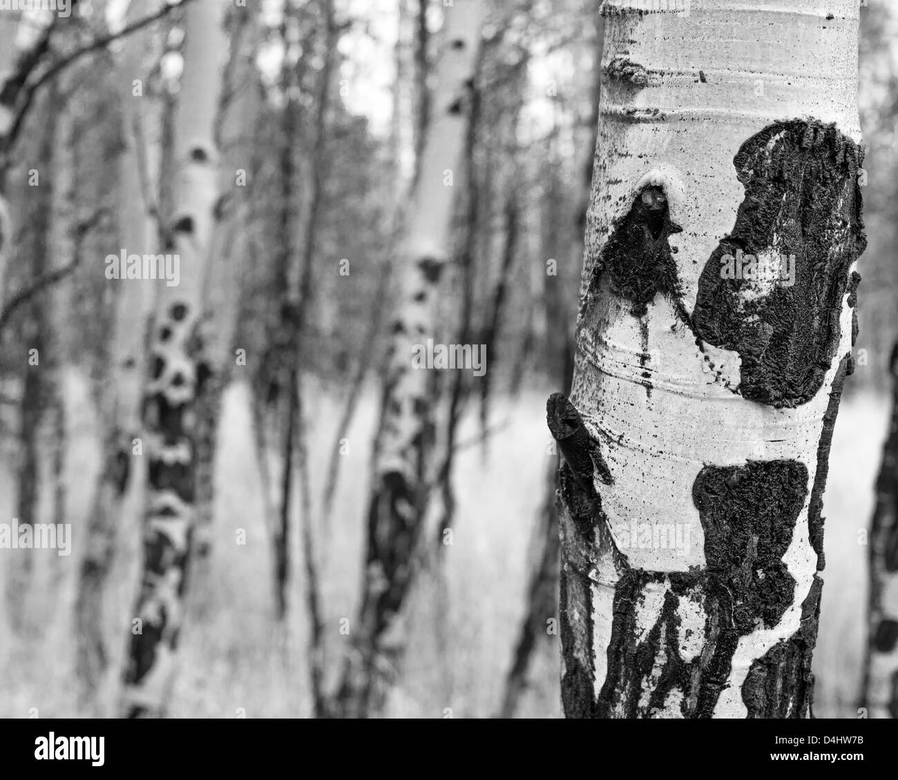 Black and white abstract of an aspen forest in the Rocky Mountains Stock Photo