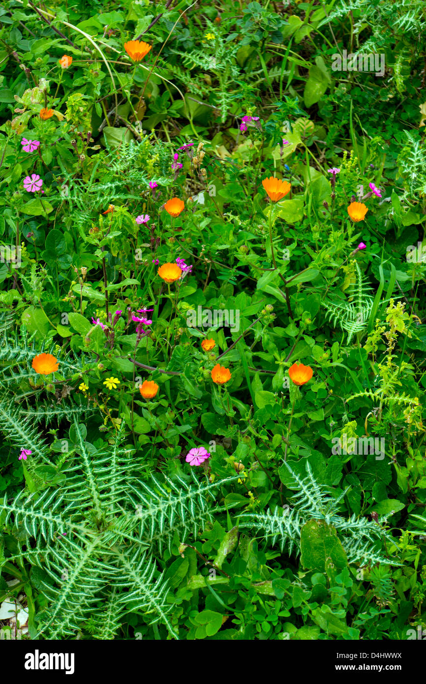 San Vito Lo Capo, Sicily, Italy Orange flowers on green with green backdrop and thistle Stock Photo