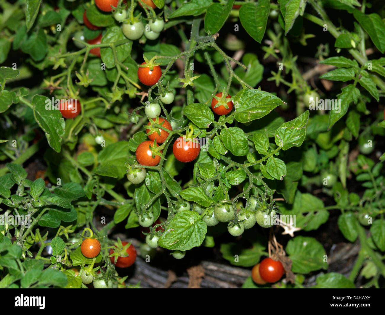 Red And Green Tomatoes Growing Stock Photo - Alamy