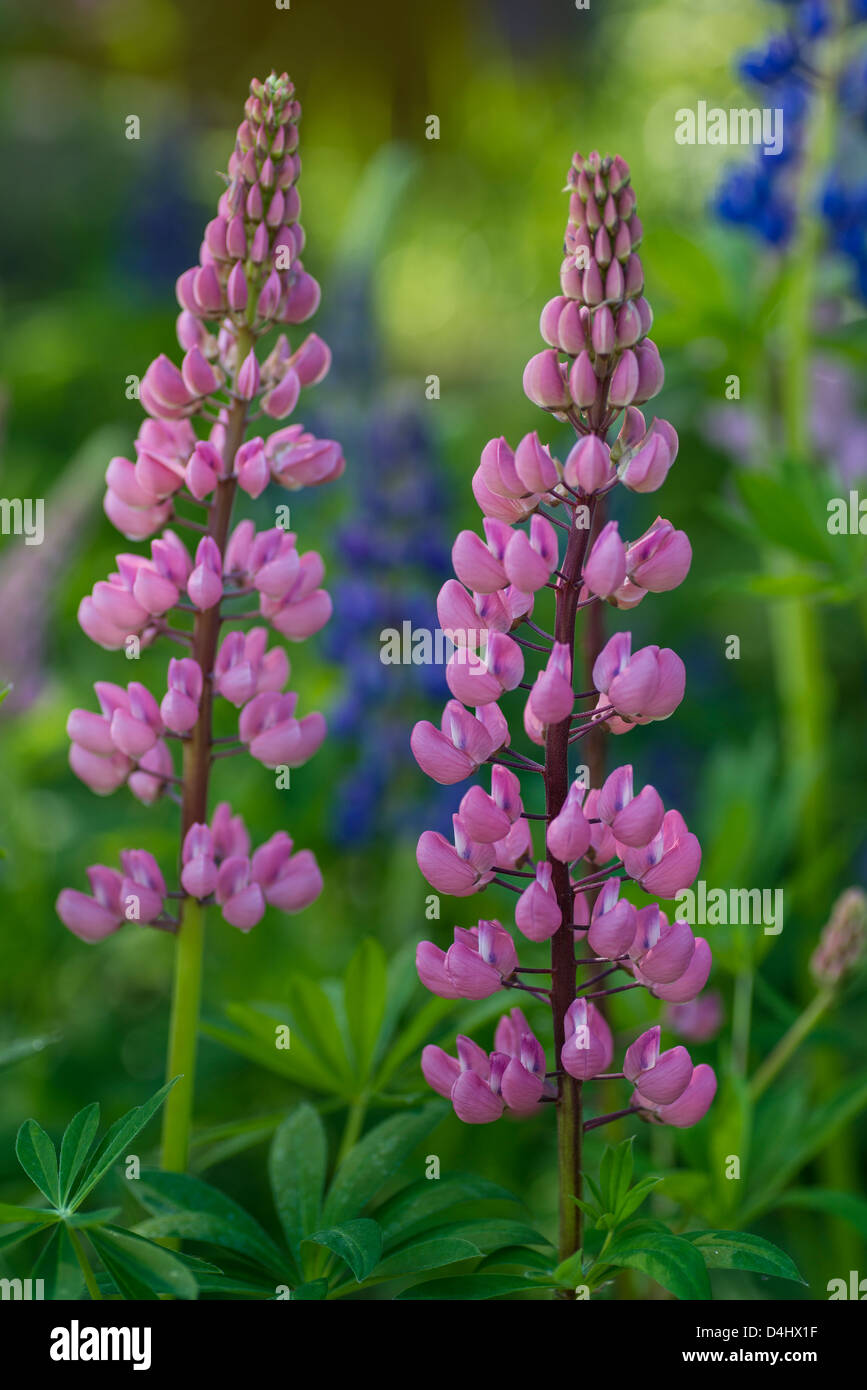 Pink lupin in a field Stock Photo