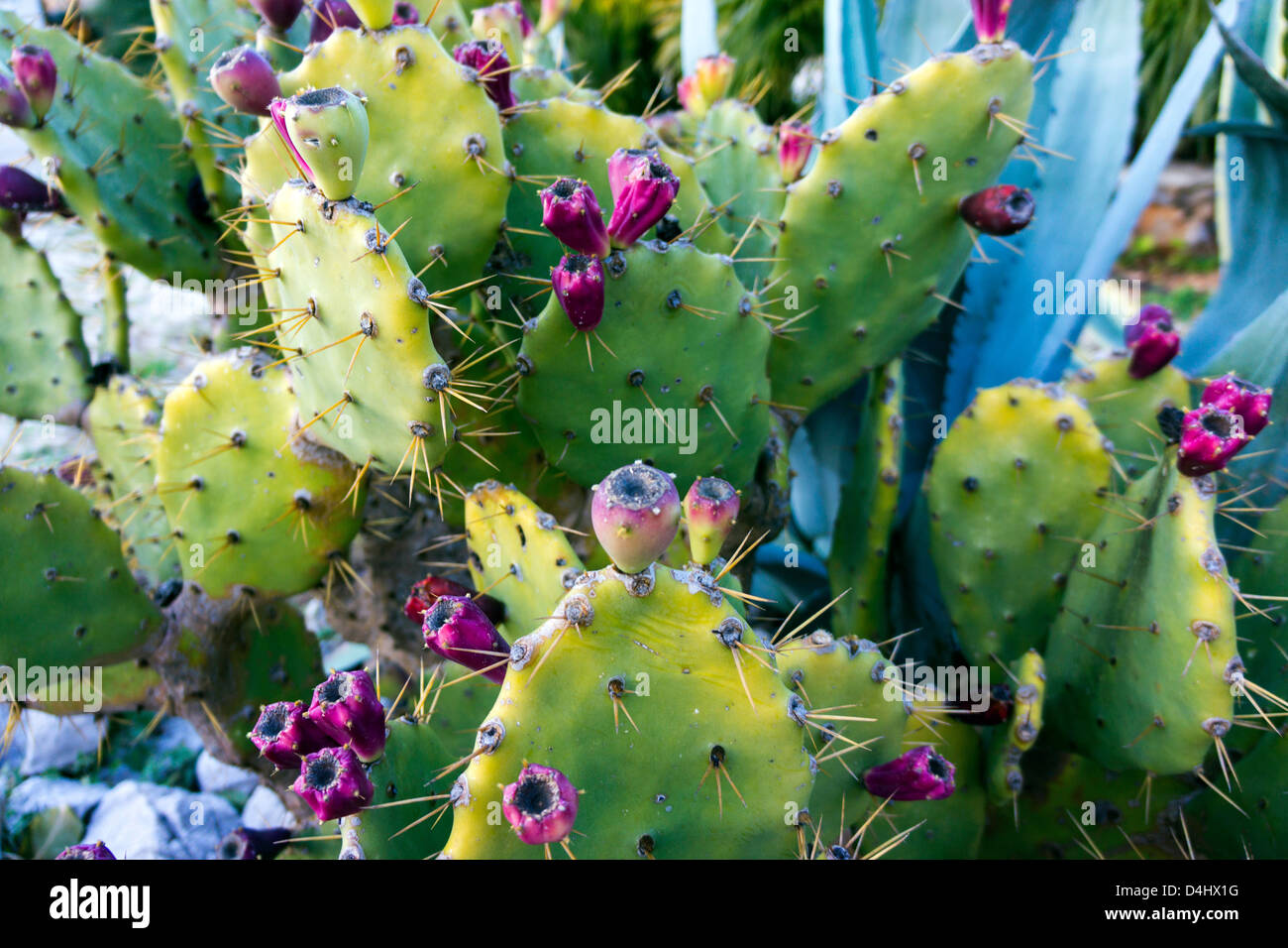 Prickly Pear Cactus With Spines And Purple Fruit Stock Photo Alamy