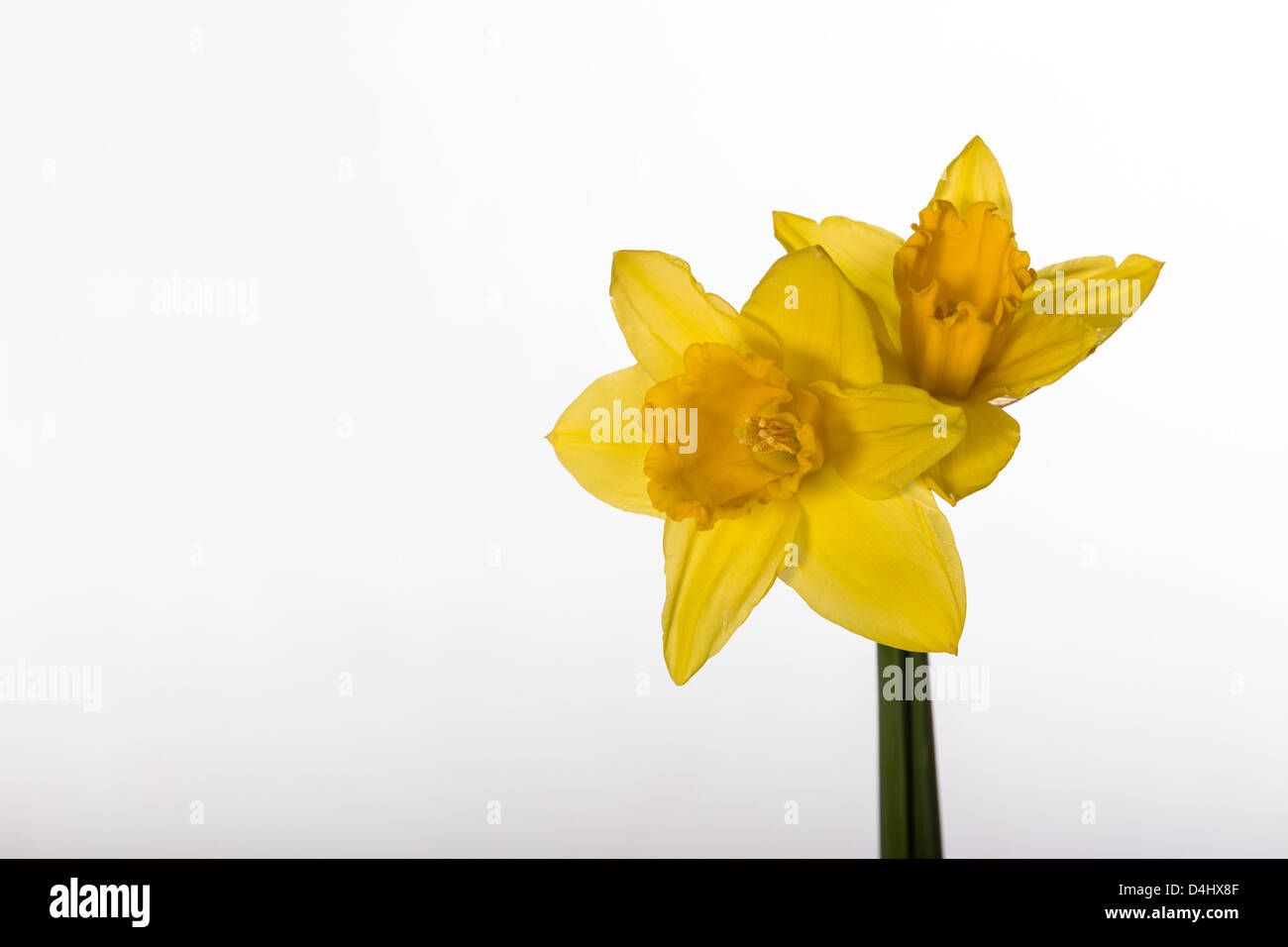 Daffodils on white background Stock Photo