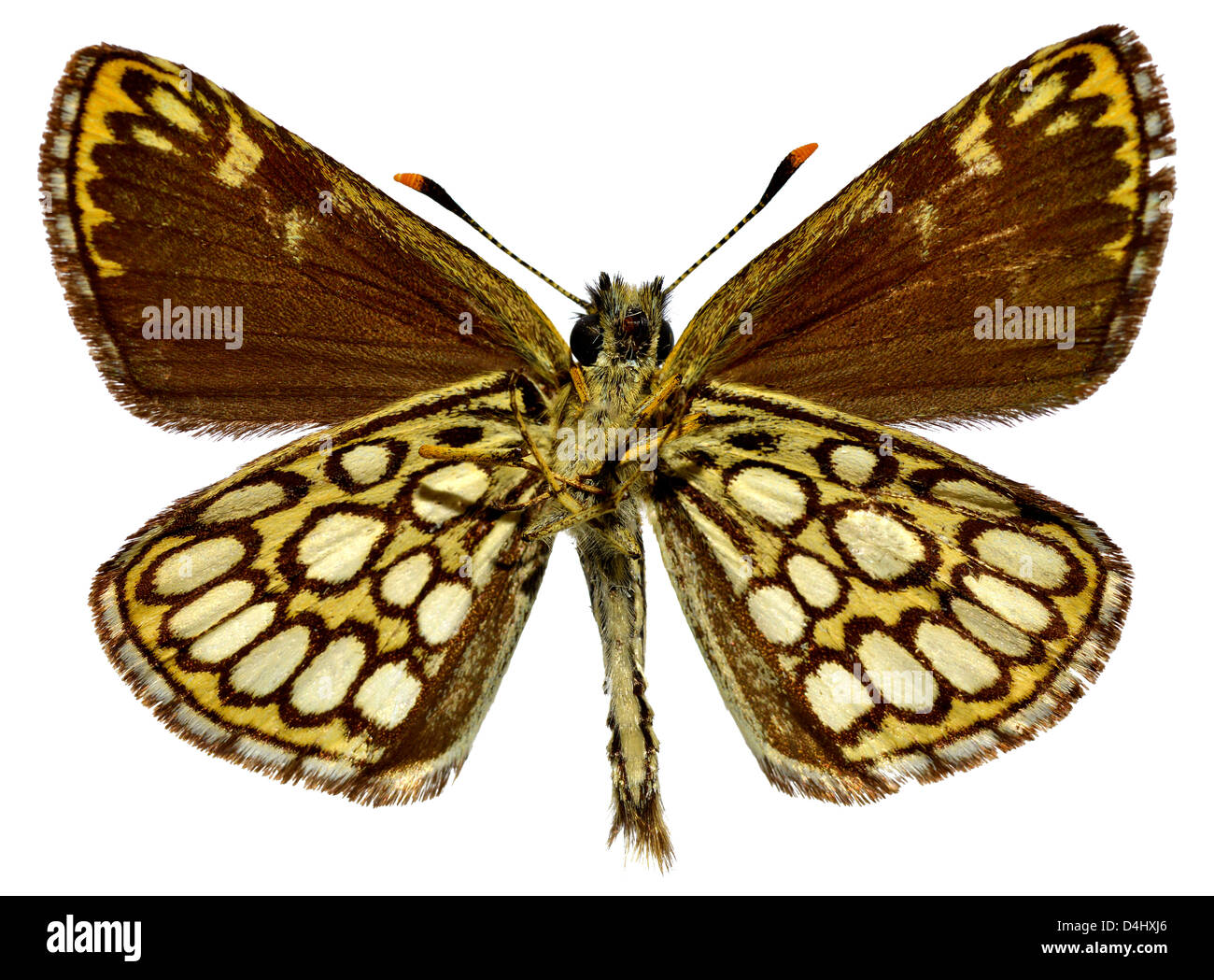 Large Chequered Skipper butterfly (Heteropterus morpheus) viewed from below isolated on white background Stock Photo