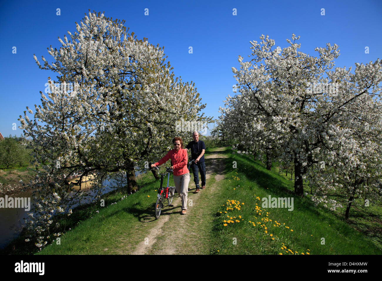 Altes Land, cyclists on the  Luehe dike, Lower Saxony, Germany Stock Photo