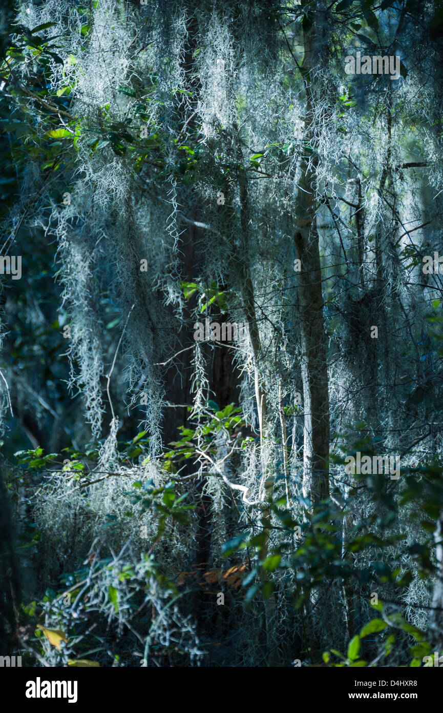 Fort caroline national monument trail hires stock photography and