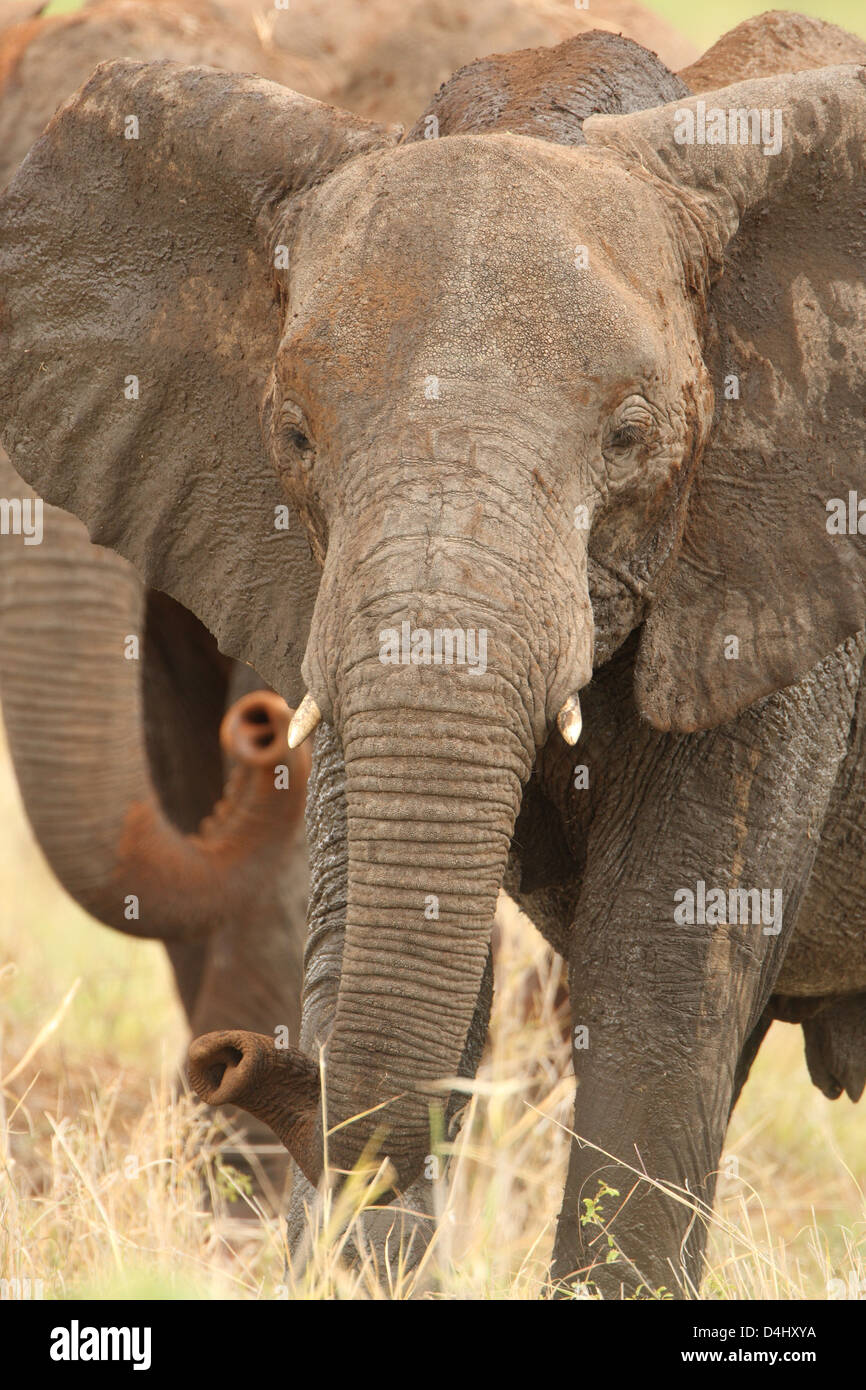 Elephant Stock Photo Alamy
