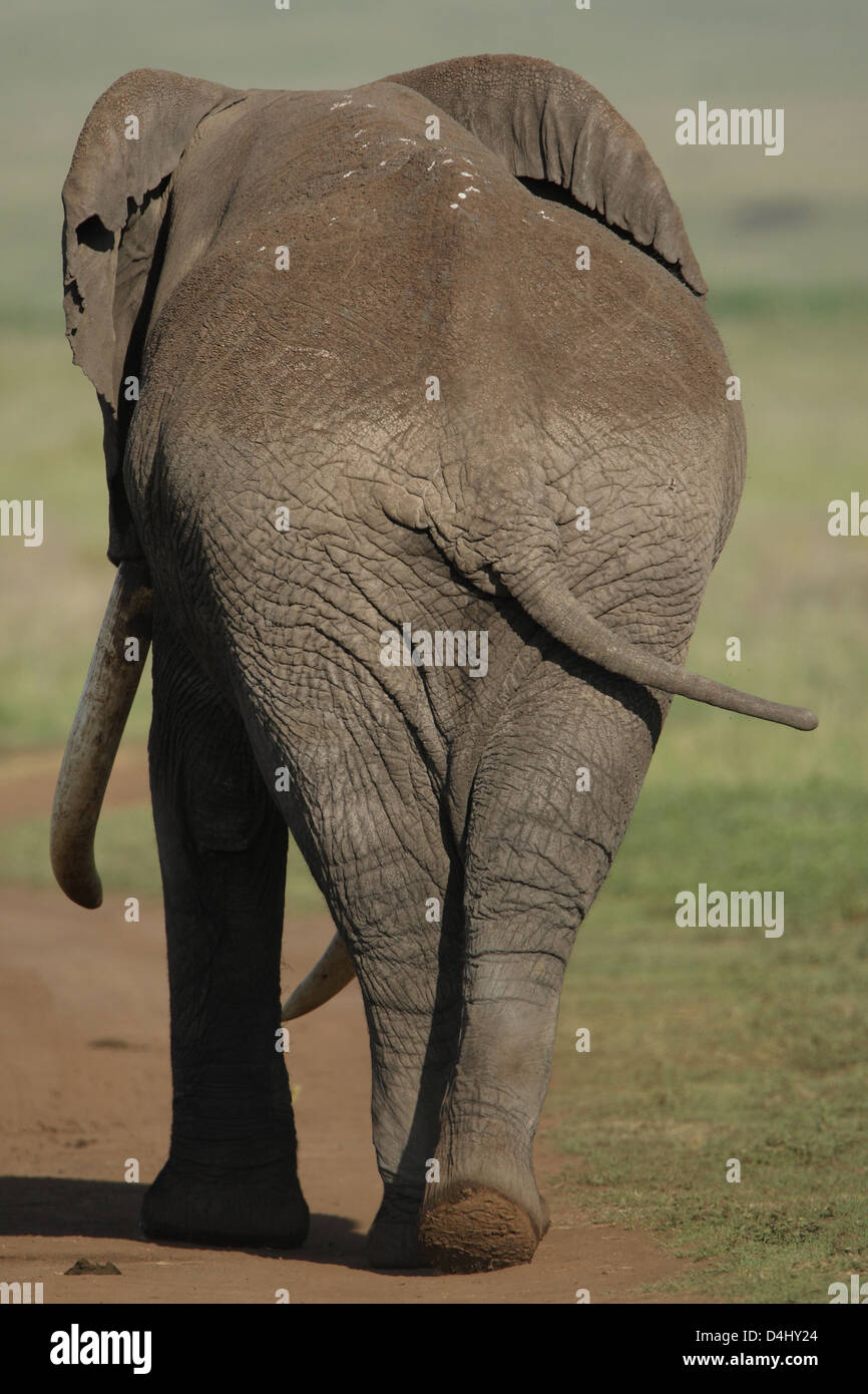 Kenya elephant tusks poached hires stock photography and images Alamy