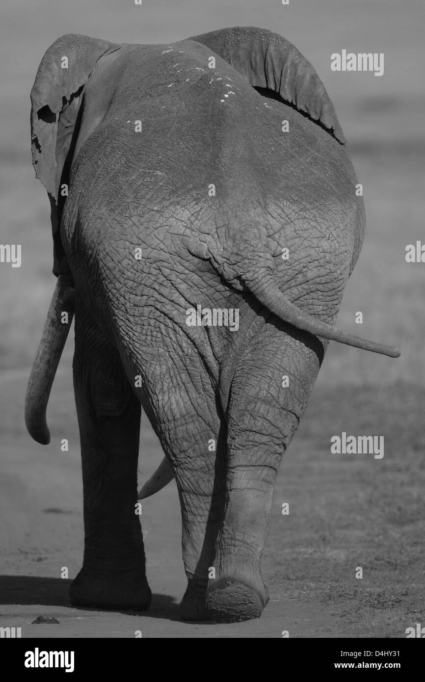 Bull elephant Black and White Stock Photos & Images Alamy