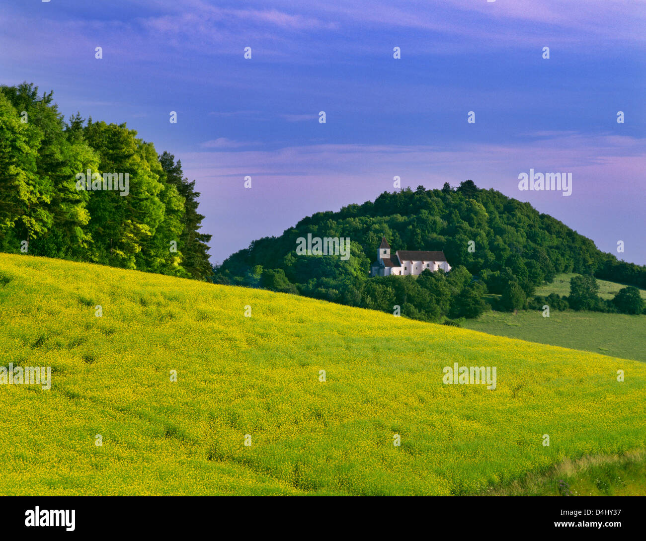 Dijon mustard field france hires stock photography and images Alamy