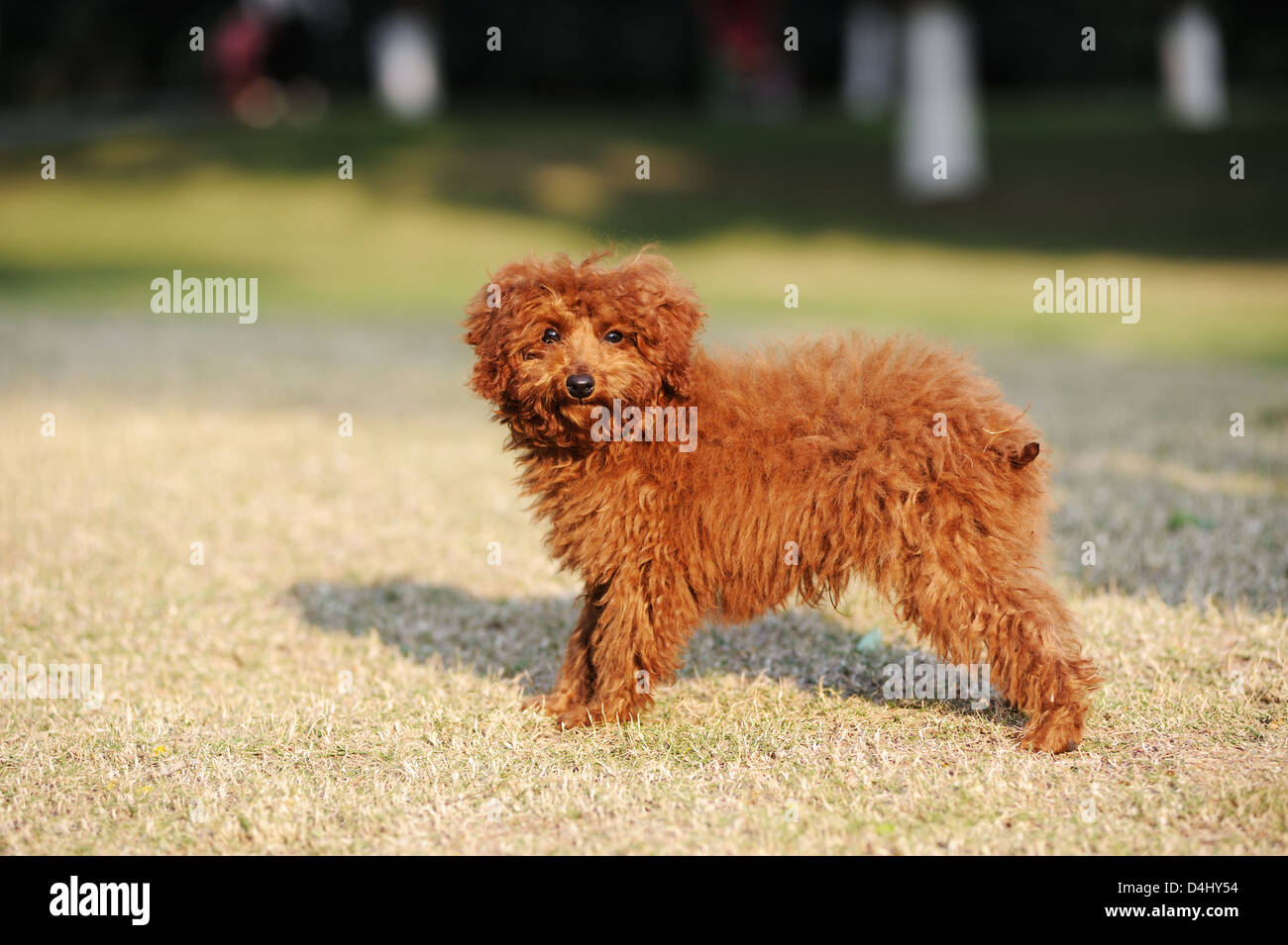 Poodle dog standing on the lawn Stock Photo - Alamy