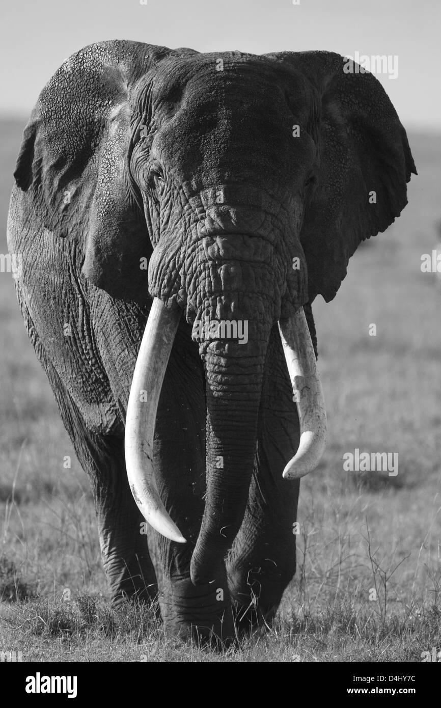 Mammoths Black and White Stock Photos & Images Alamy