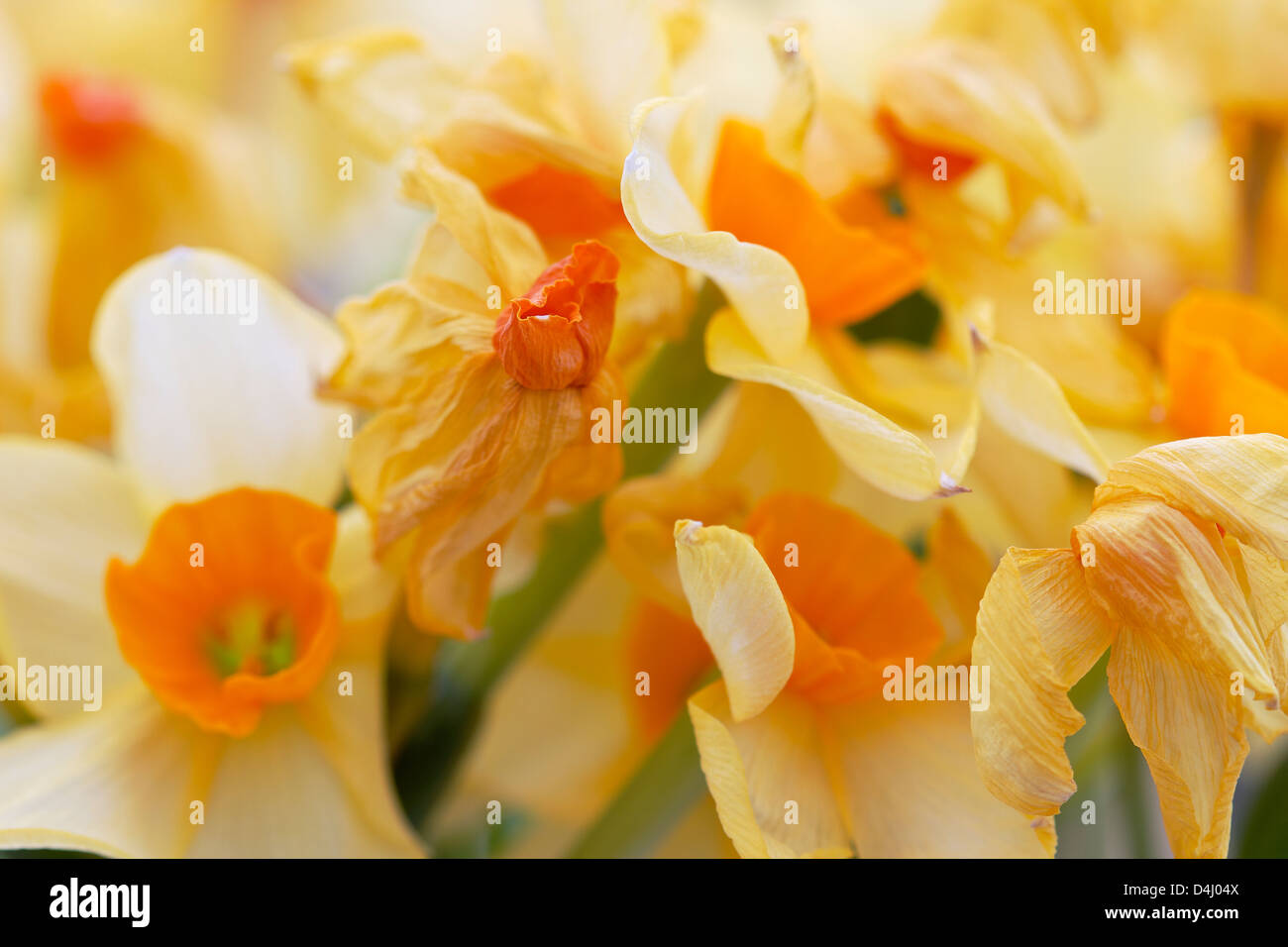 daffodils that are starting to die off Stock Photo Alamy