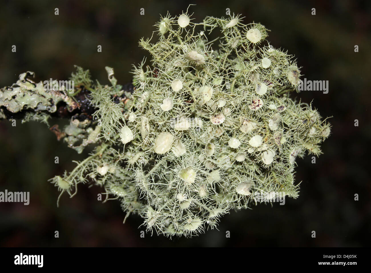 Witches' Whiskers Lichen Usnea florida – the apothecium show branched eyelash cilia Stock Photo
