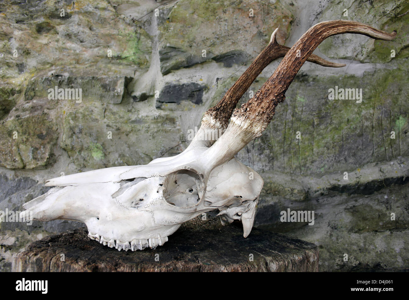 Red Deer Skull Cervus elaphus Stock Photo