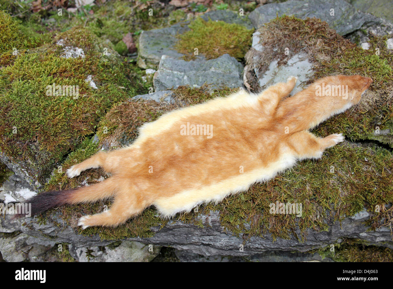 Stoat Pelt Mustela erminea Stock Photo