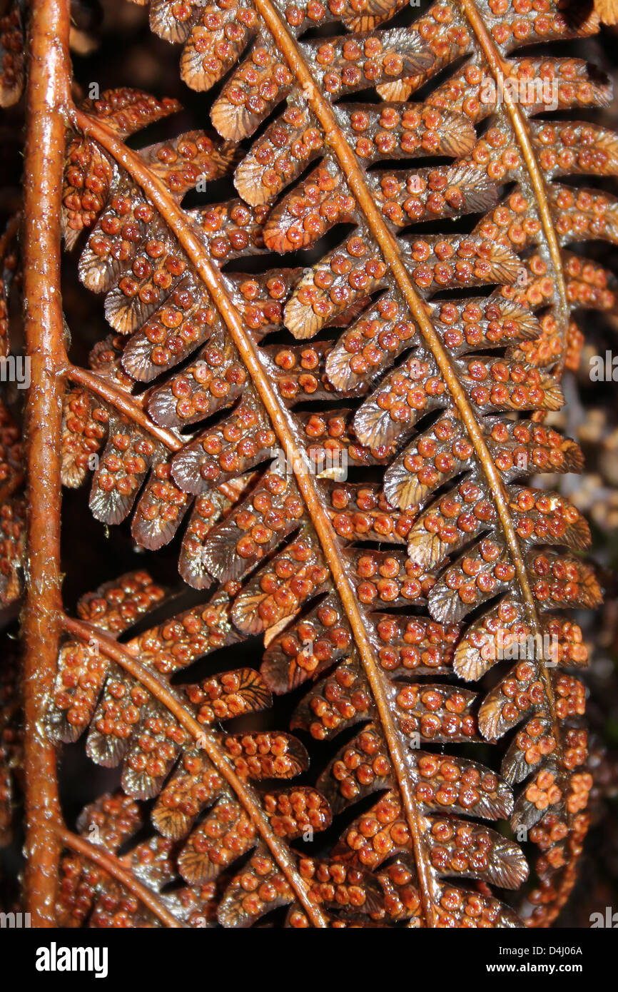 Macro Shot of Bracken Spores Stock Photo