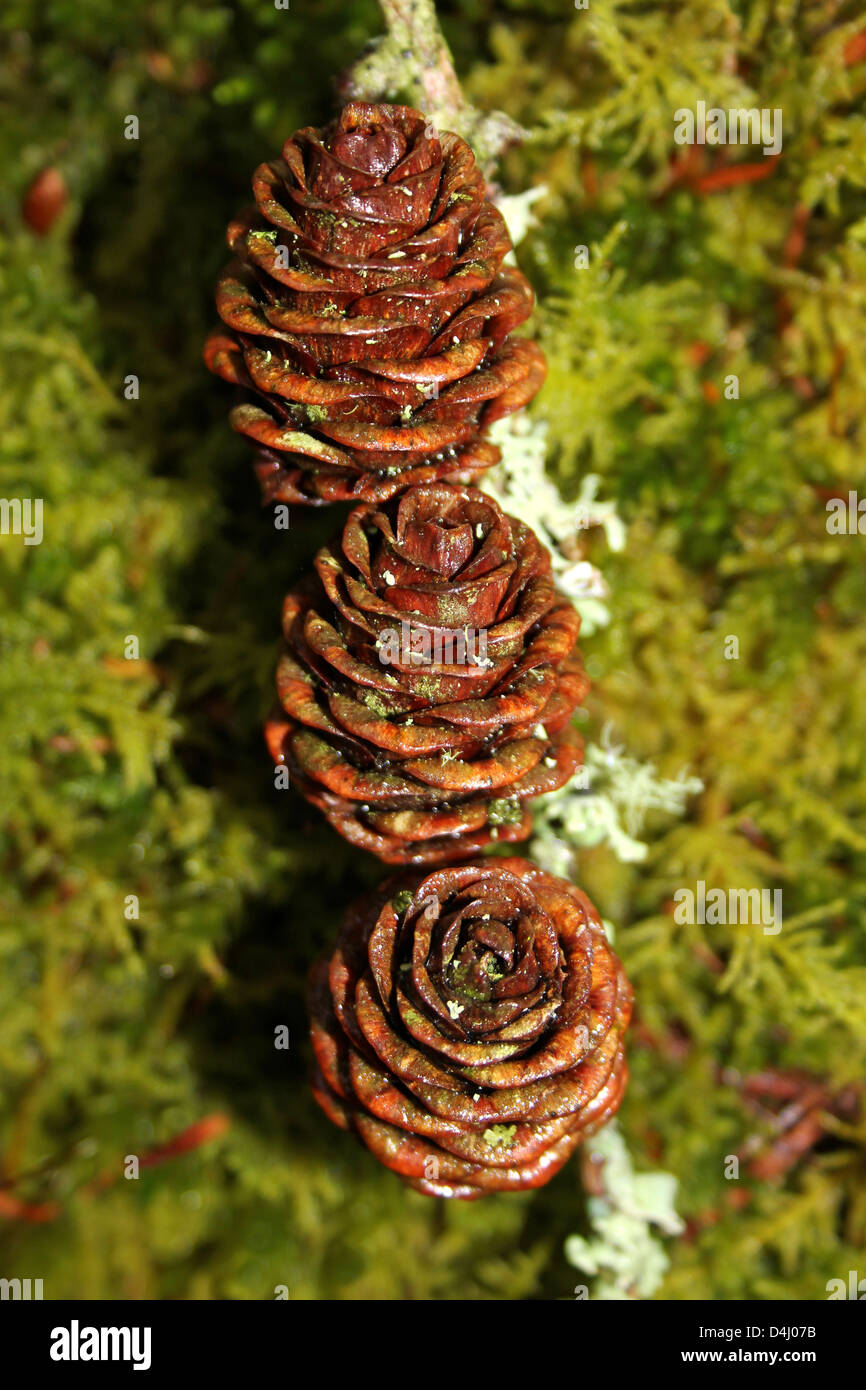 European Larch Cones Larix decidua Stock Photo