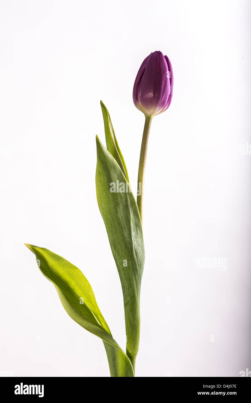 Purple Tulip on White Background Stock Photo
