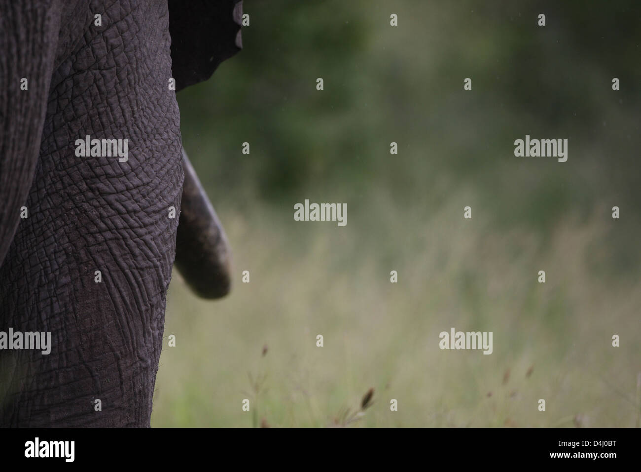 Hook Elephant with Tusks main image 0
