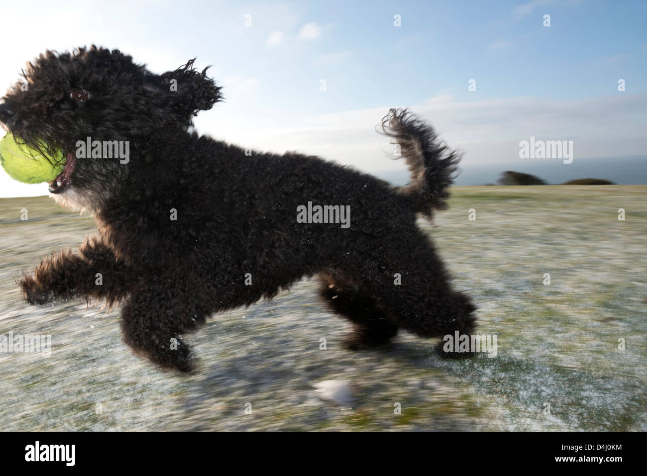Black Chinese Crestepoo dog running with a tennis ball Stock Photo