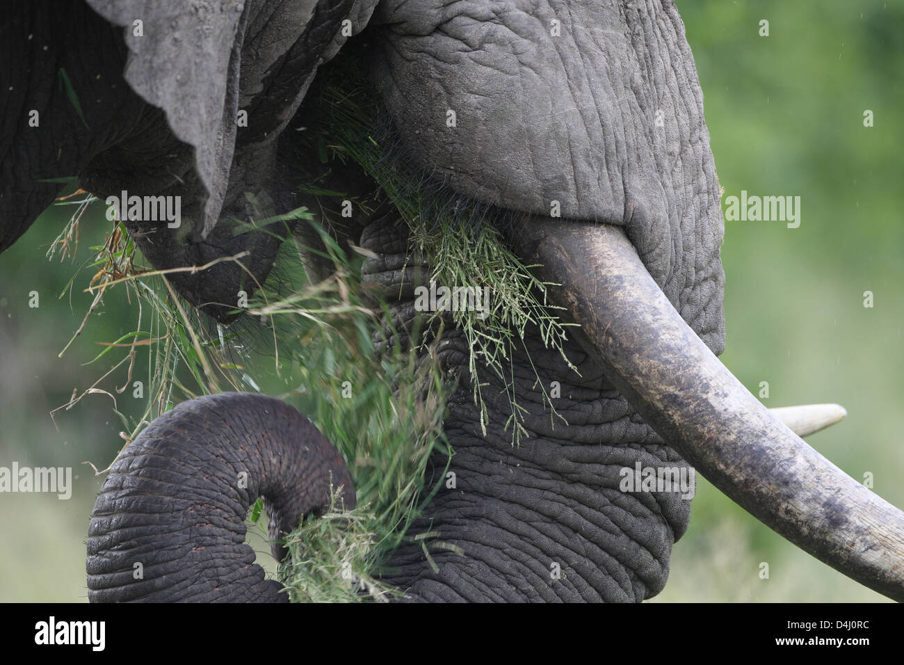 elephant eating with trunk Stock Photo Alamy