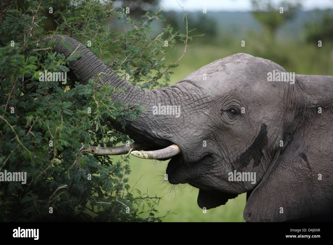 elephant eating with trunk Stock Photo Alamy