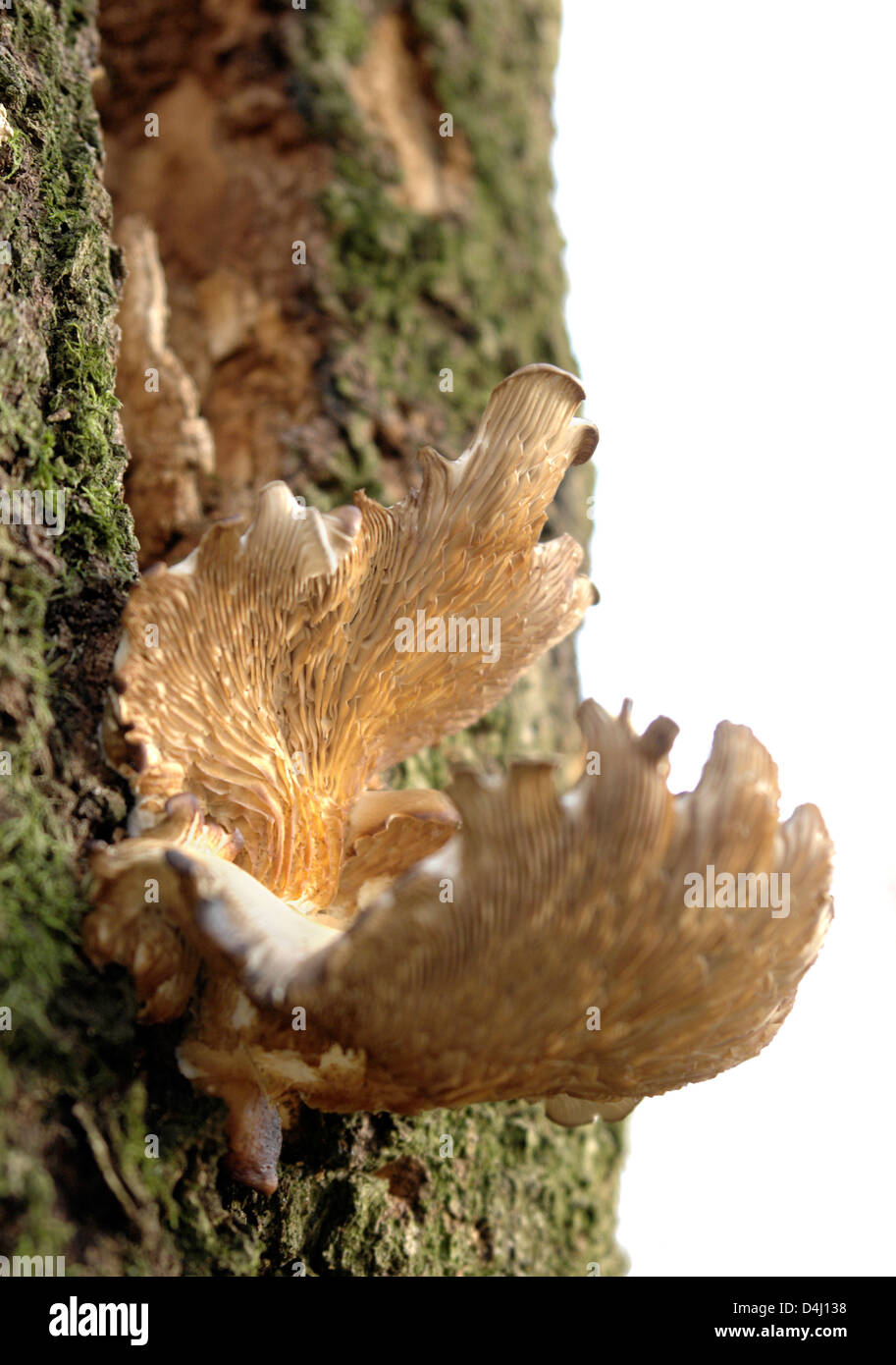 closeup of a mushroom on bark, isolated on white Stock Photo Alamy