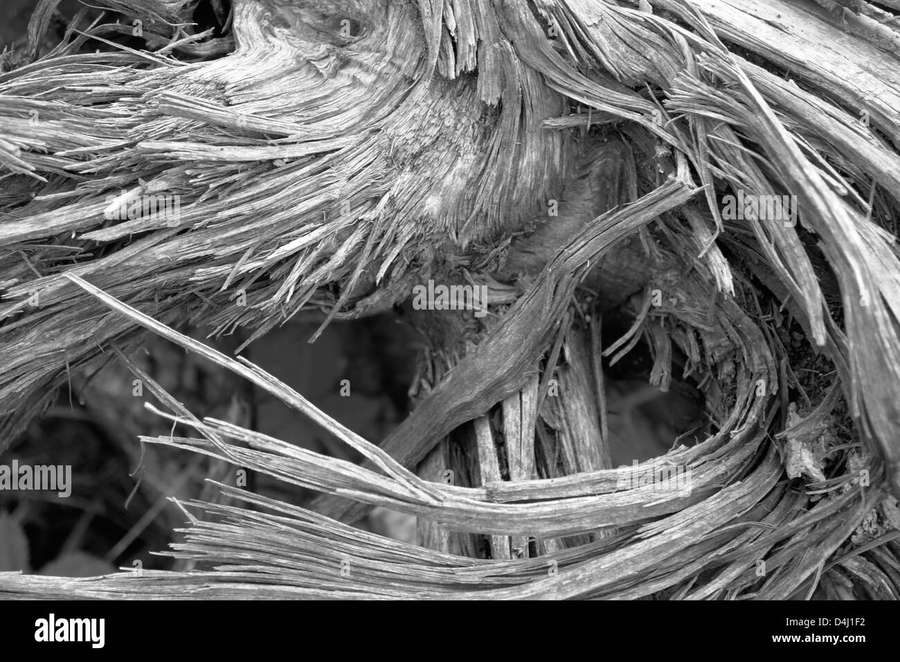 full frame abstract black and white picture of burst wooden detail Stock Photo