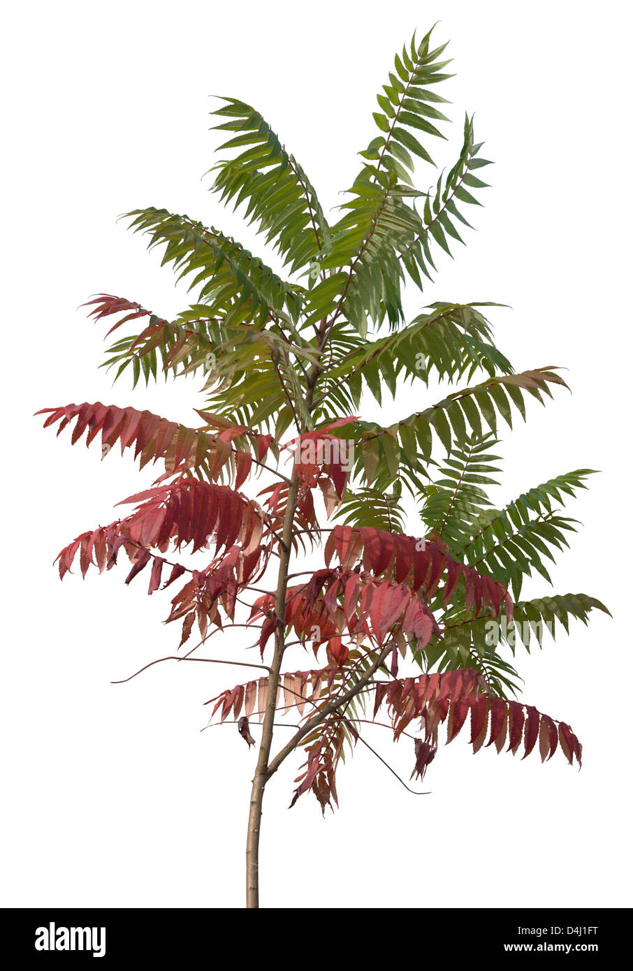 little staghorn sumac tree with green and red leaves at autumn time, isolated on white Stock Photo