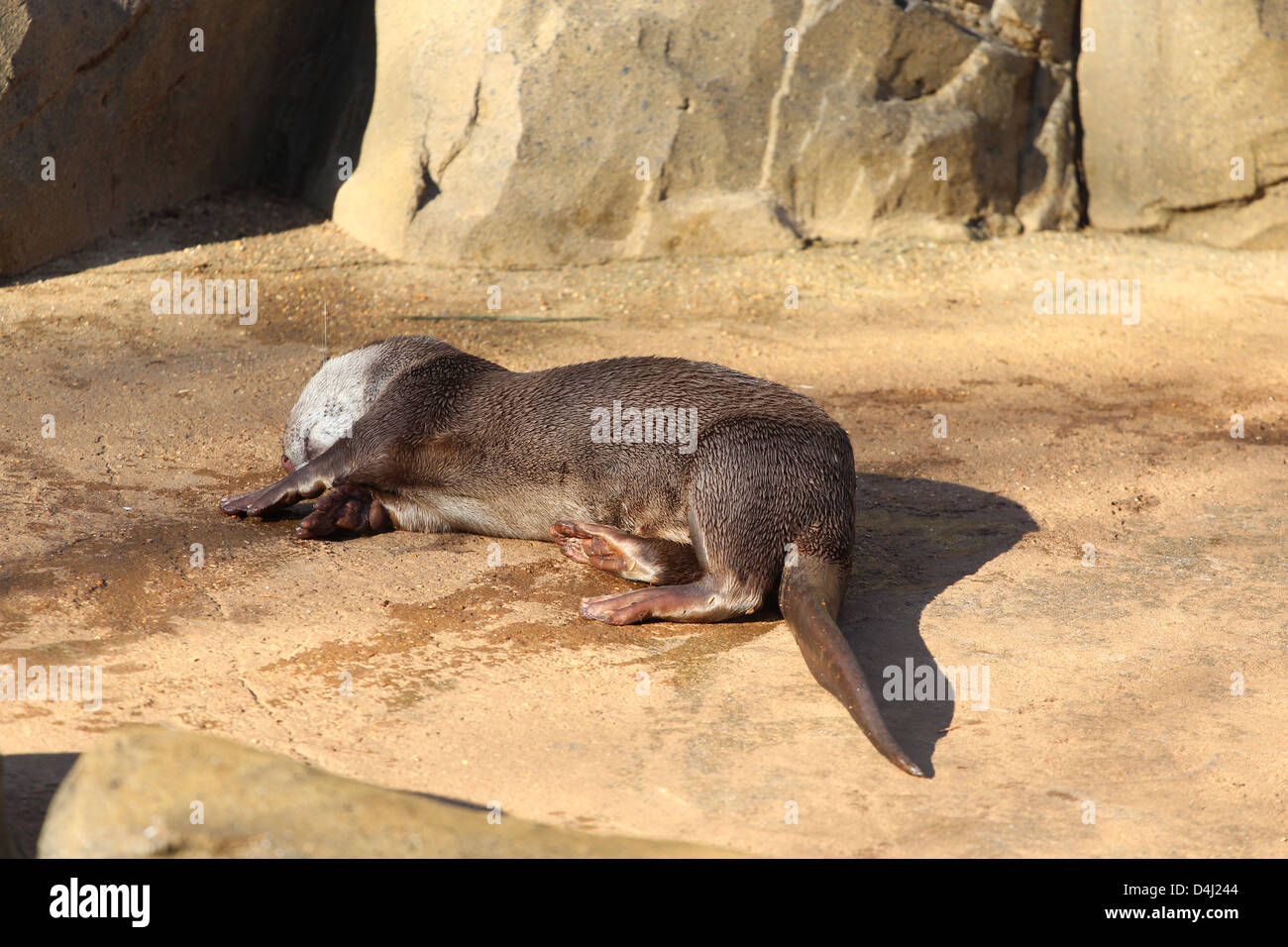 An otter sunbathing after a swim Stock Photo