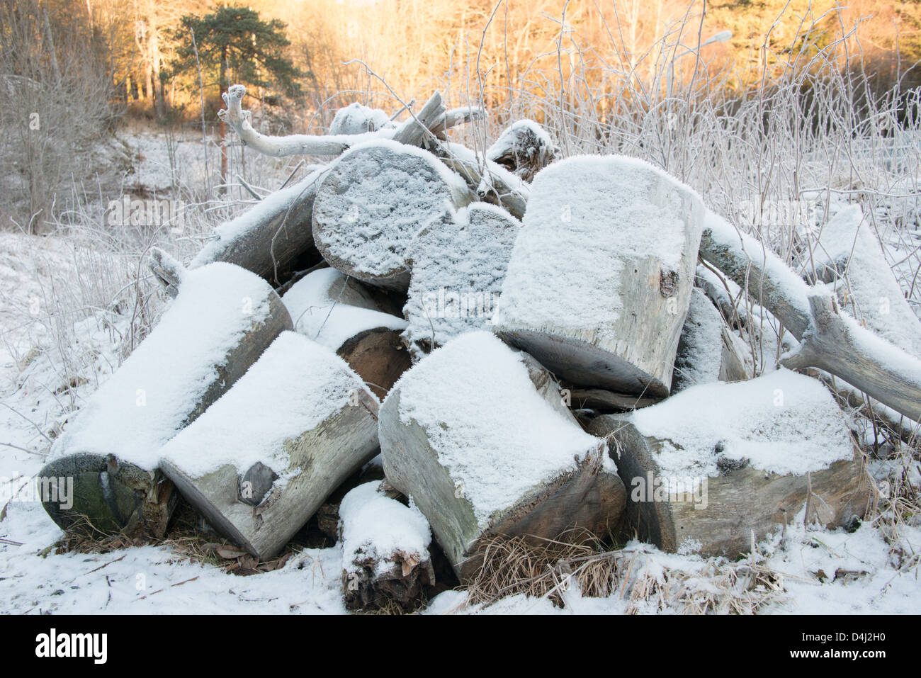 Frozen wood Stock Photo Alamy