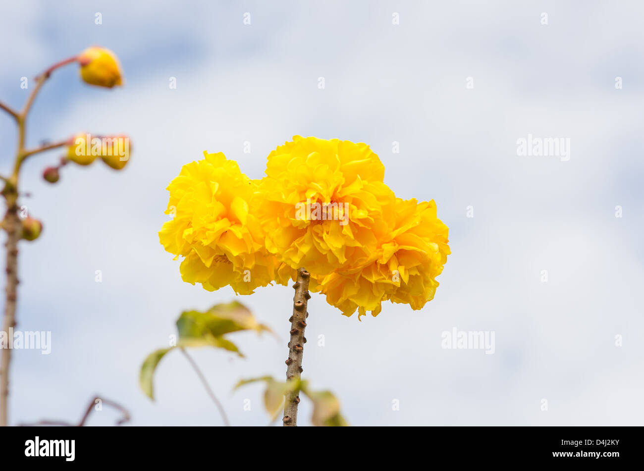 Yellow Silk Cotton or Cochlospermum regium flower and sky Stock Photo