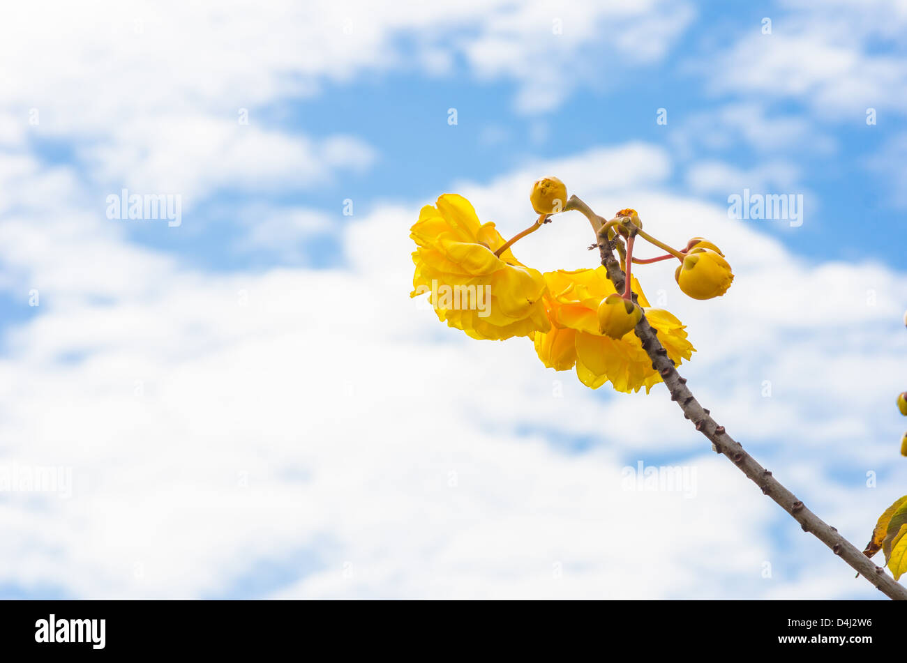 Yellow Silk Cotton or Cochlospermum regium flower and sky Stock Photo