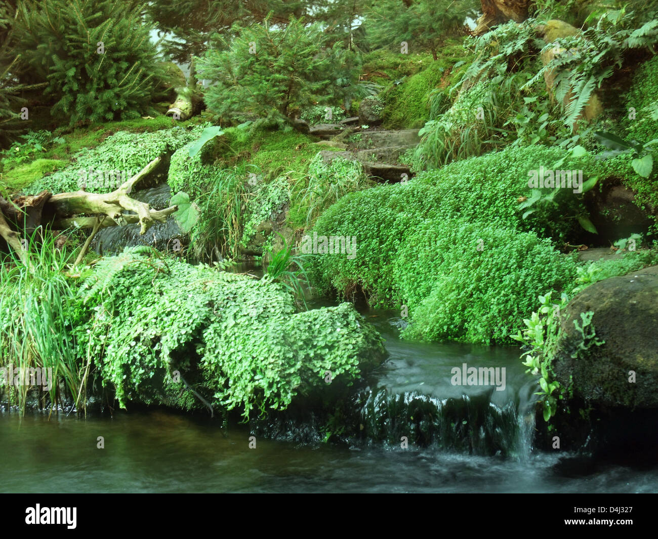Waterside vegetation hi-res stock photography and images - Alamy