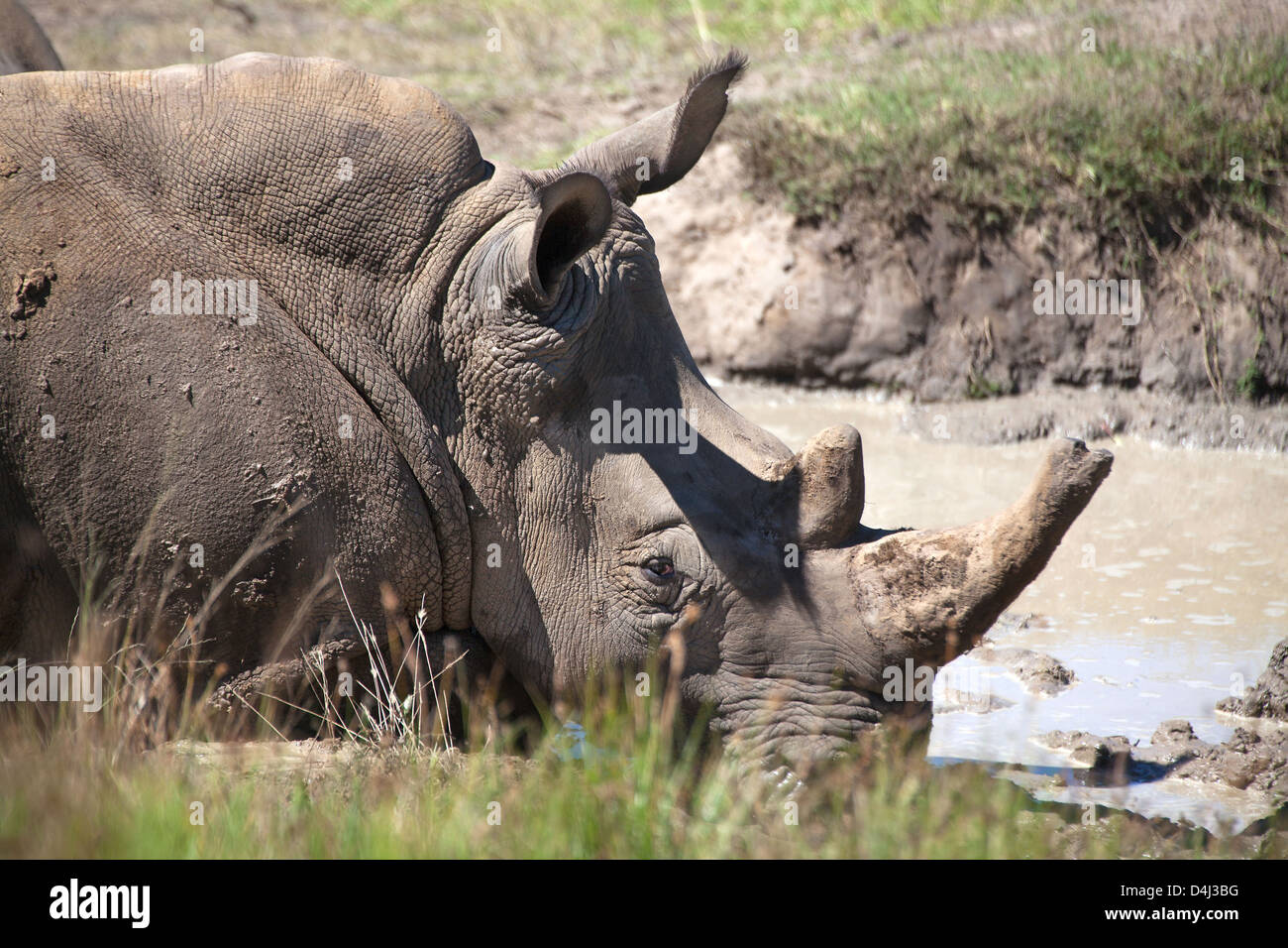 Rhinoceros at waterhole Stock Photo