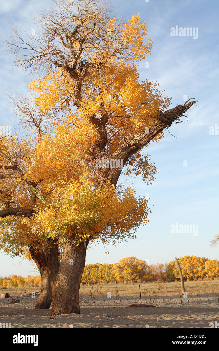 A photo of Diversifolious Poplar in October, which is the best season to visit Stock Photo