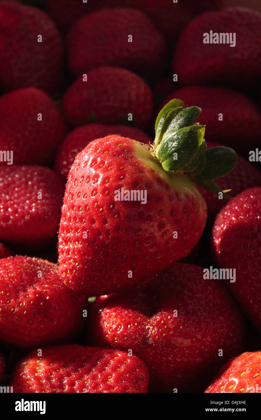 Strawberry on a Tray of Strawberries Stock Photo