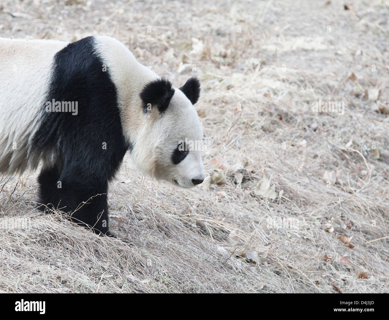 A giant panda seeking and wandering in winter, in beijing zoo Stock Photo
