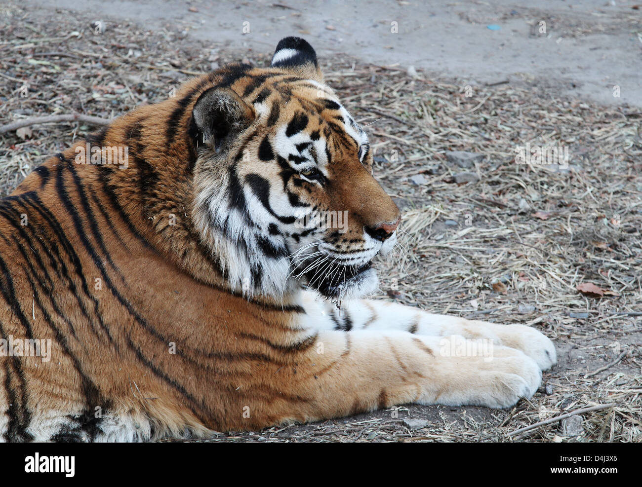 A northeast tiger lay on the grass in the Beijing zoo in winter Stock Photo