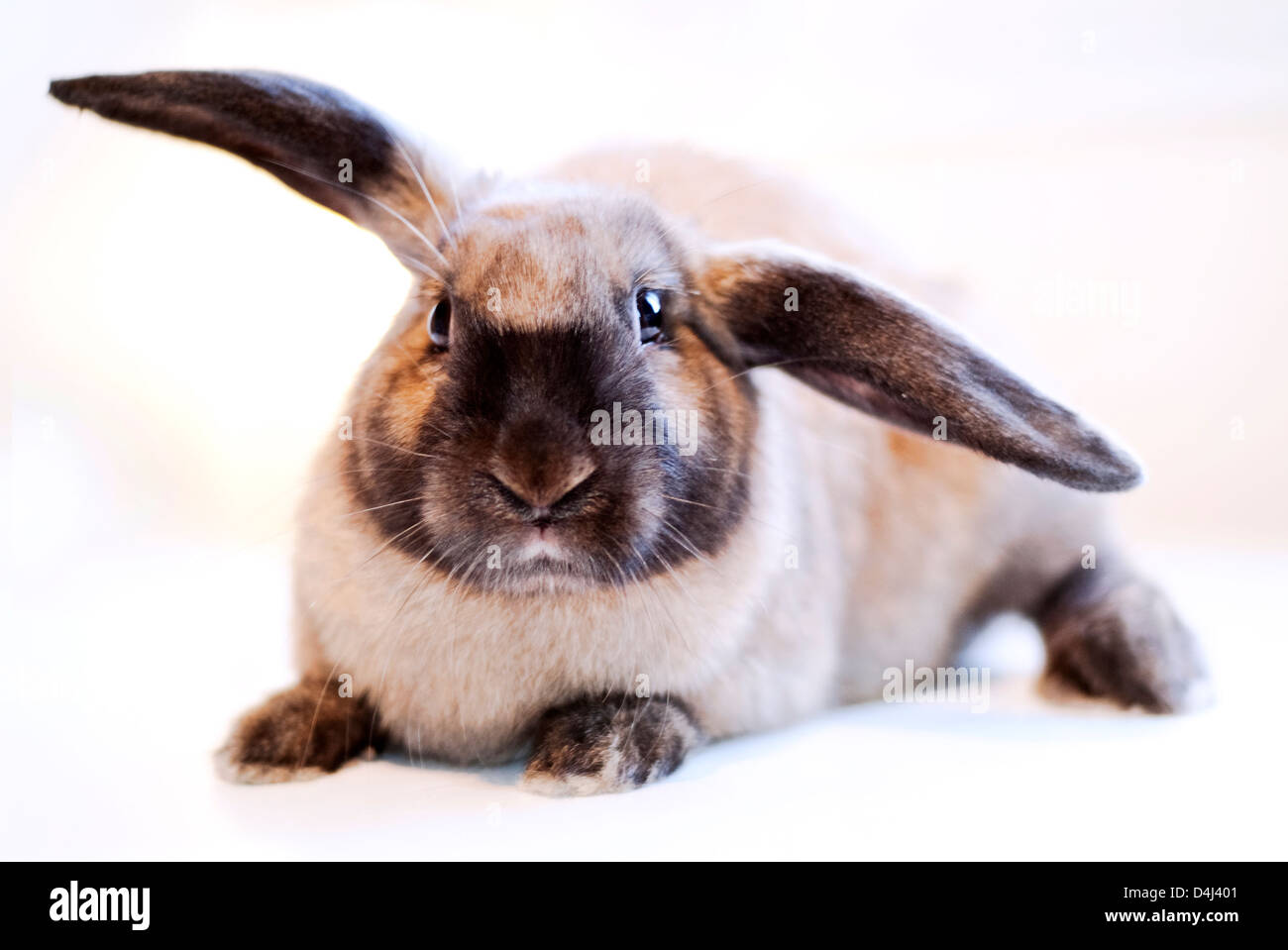 Studio picture of a pet house Rabbit Stock Photo