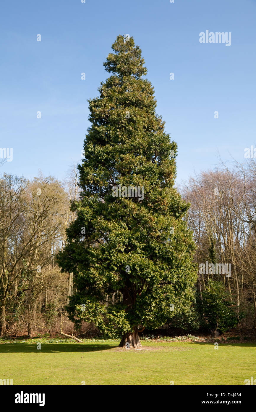 An Incense Cedar tree, - Libocedrus Decurrens, originally from California, USA Stock Photo