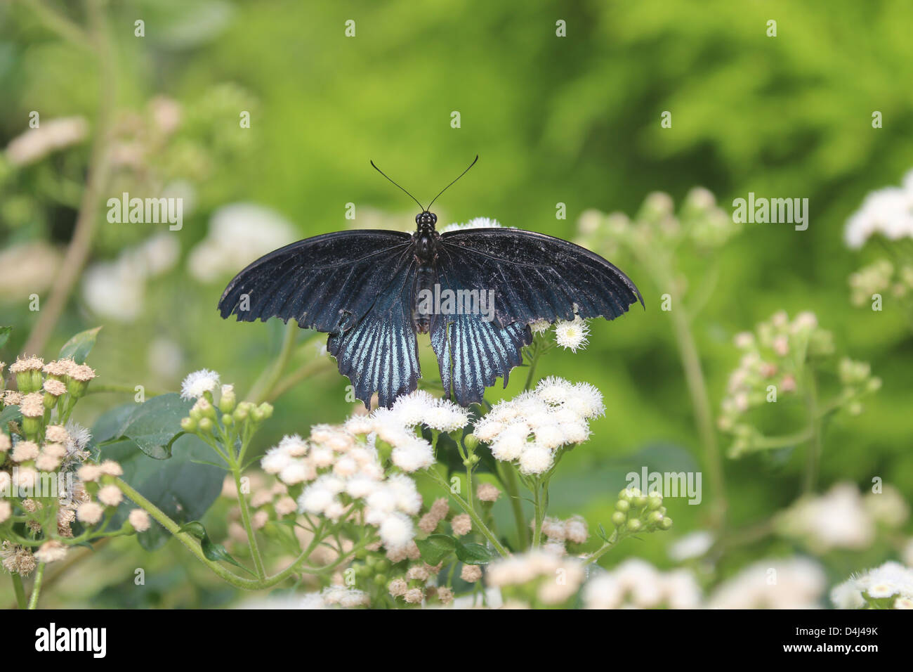 Black and Blue swallowtail butterfly in garden Stock Photo Alamy