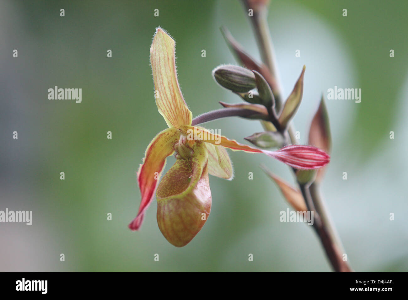 Phragmepedium Orchid blurred background Stock Photo
