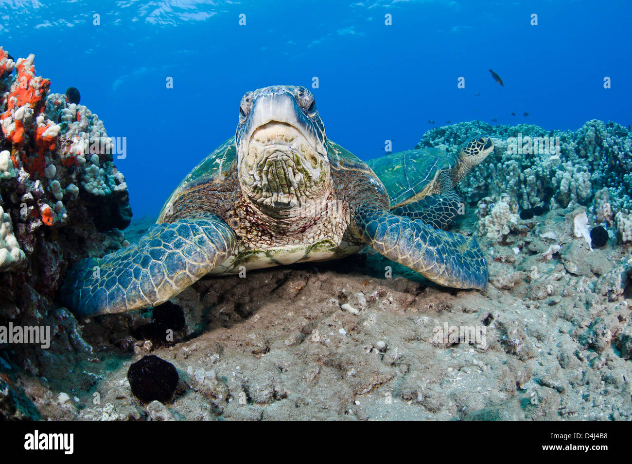 Green sea turtles, Chelonia mydas, an endangered species. Hawaii. Stock Photo