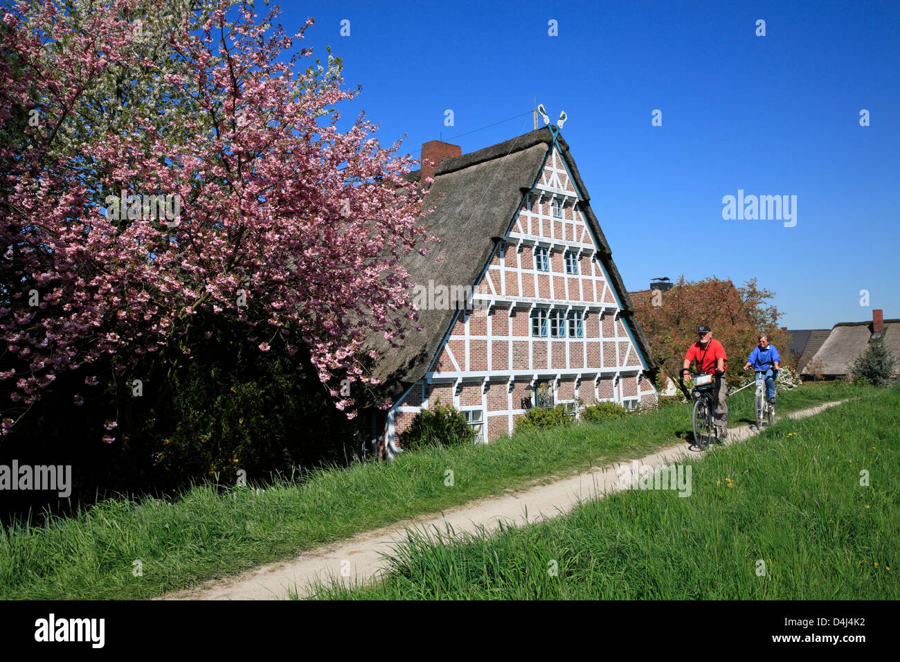 Altes Land, cherry blossom, cyclists on Este dike, Lower saxony, Stock Photo