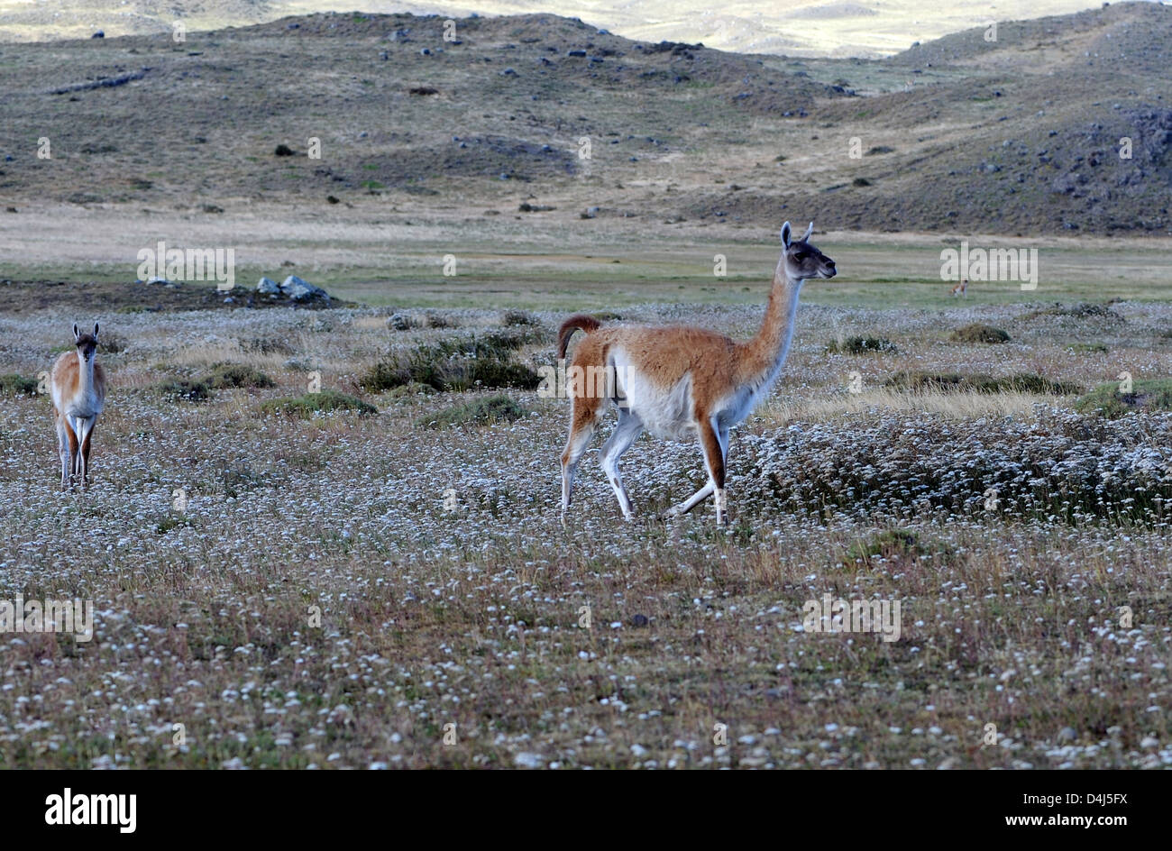 Guanacos (Lama guanicoe)  walking across dry grassland. . Torres del Paine National Park, Republic of Chile Stock Photo