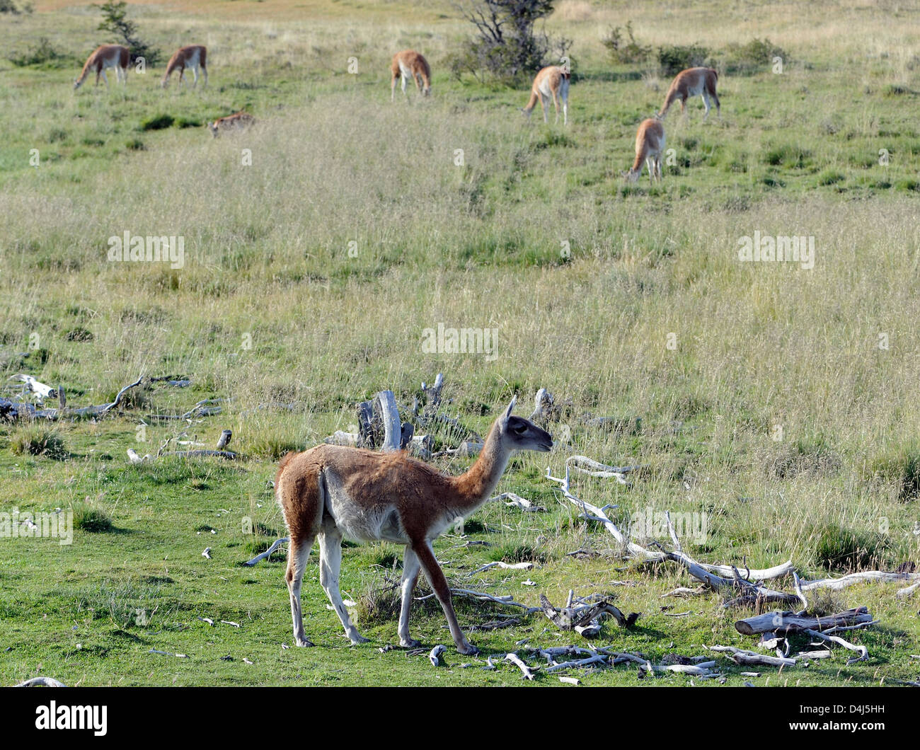 Guanacos (Lama guanicoe)  grazing on green grass in an otherwise arid landscape.. Torres del Paine National Park, Stock Photo