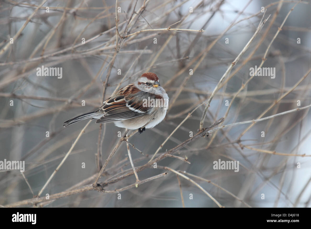 American tree sparrow in winter in a shrub Stock Photo